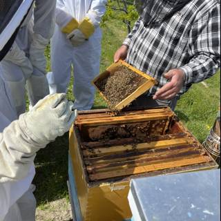 Busy Beekeeper Inspects Hive