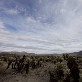 Majestic Desert Landscape with Cacti and Mountains