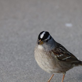White-Crowned Sparrow on Gray Pavement Close-Up