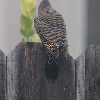 Zebra Dove Perched on Weathered Wooden Fence
