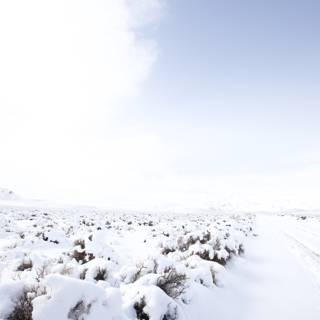 Snowy Wonderland in the Desert