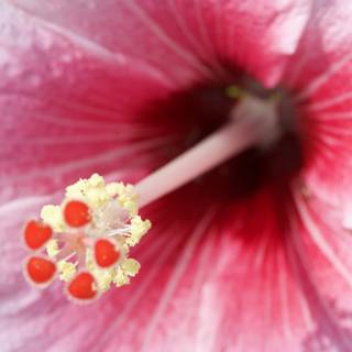 A Beautiful Pink Hibiscus Flower