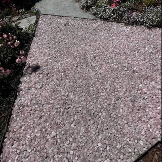 Pathway of Pink Stones