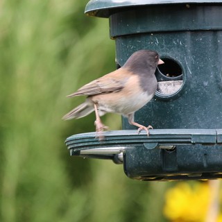 Dark-Eyed Junco Perched on Green Bird Feeder