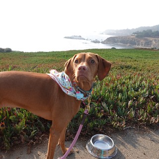 Dachshund with Coastal Ocean View Adventure