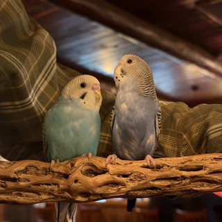 Two Budgerigars Perched on Driftwood Branch at Home