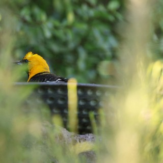 Hooded Oriole Perched Among Garden Foliage