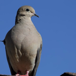Mourning Dove Portrait Against Clear Blue Sky