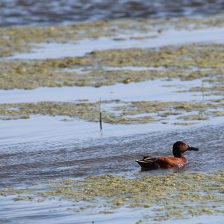 Cinnamon Teal Duck Swimming Among Wetland Algae
