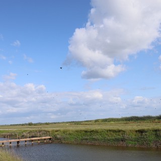Tranquil Wetlands with Wooden Dock and Flying Birds