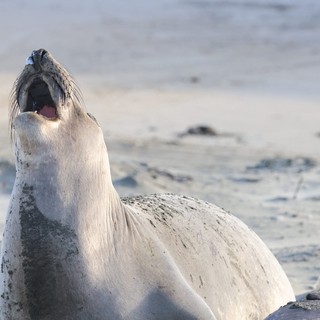 Elephant Seal Pup Yawning at Drakes Beach