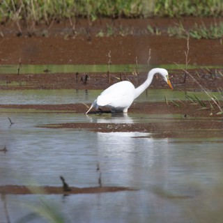 Great Egret Hunting in Shallow Wetland Waters