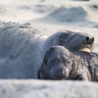 Elephant Seal Mother and Pup Resting on Beach