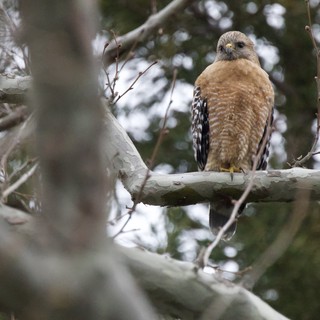 Red-Shouldered Hawk Perched on Bare Winter Branch