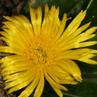 Yellow Treasure Flower