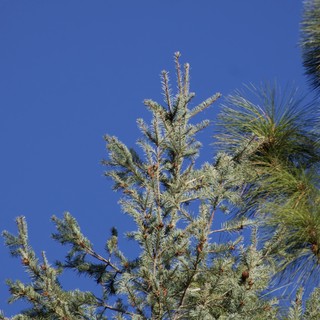Frosted Pine and Fir Against Clear Blue Sky