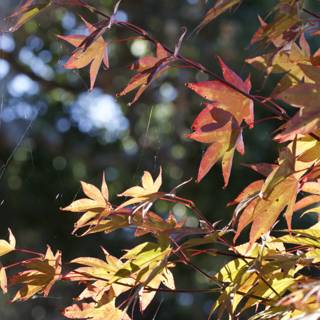 Maple Morning Glow