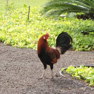 Rooster in Paradise