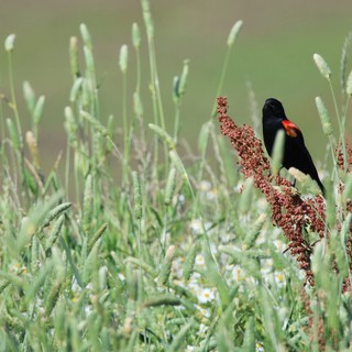 Red-winged Blackbird Calling in Wetland Grasses