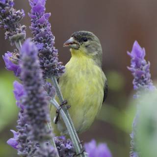 Serenade Among the Lavenders