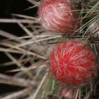 Prickly Pear: A Cactus with Red Berries
