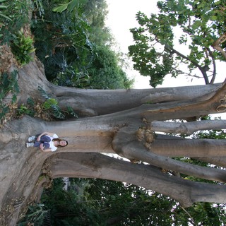 fig-tree