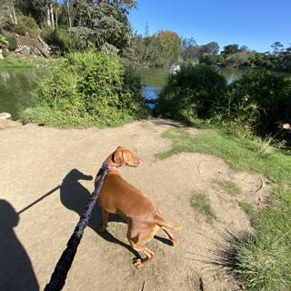 A Canine's Stroll Through Golden Gate Park