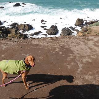 Stylish Doggo on the Seashore