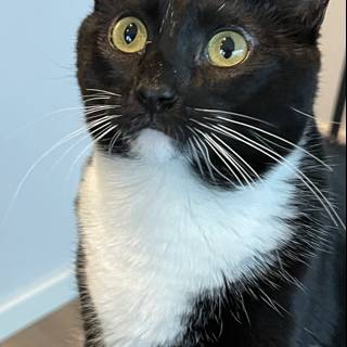 Sleek and Stunning: Black and White Manx Cat in San Francisco