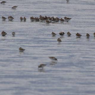 Congregation at the Bay