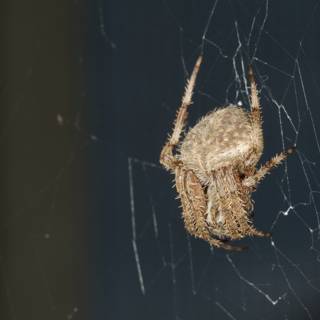 Garden Spider on its Web