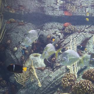 Underwater Symphony of Fish in an Aquarium