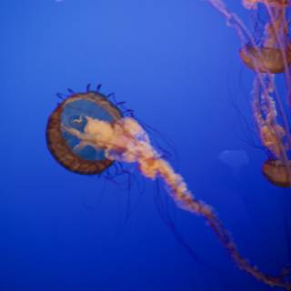A Dance of Jellyfish at the Monterey Bay Aquarium