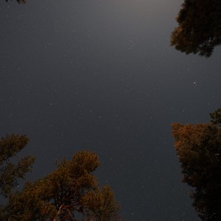 Starlit Night Sky Over Pine Forest Canopy
