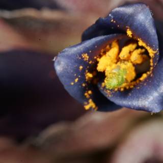 Purple Flower with Yellow Pollen
