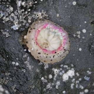 Vibrant Pink Limpet Shell on Barnacle-Covered Rock