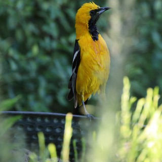 Hooded Oriole Perched at Garden Bird Bath