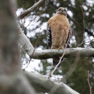 Red-Shouldered Hawk Perched on Winter Branch