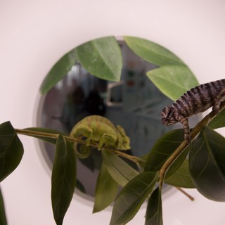 Chameleons on Branch with Unfurling Fern