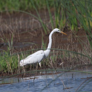 Great Egret Hunting in Shallow Wetland Marsh