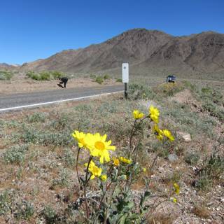 Road Trip with a Yellow Flower