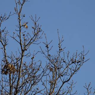 Birds on a Winter's Branch