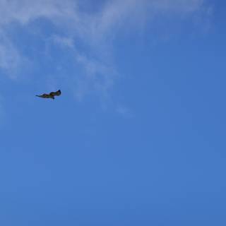 Majestic Hawk in Flight