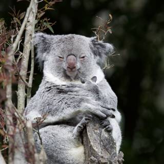 Serene Moments with a Koala at SF Zoo.