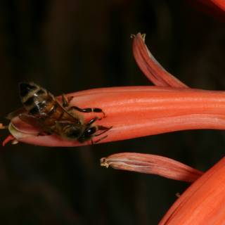 Busy Bee on a Rhubarb Flower