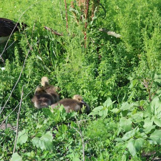 Wild Turkey with Goslings in Lush Wetland Vegetation