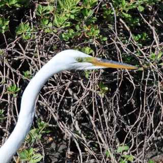 Great Egret Among Mangrove Branches at Sunset