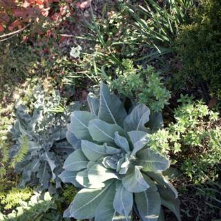 Tranquility in Thistlewyck Garden