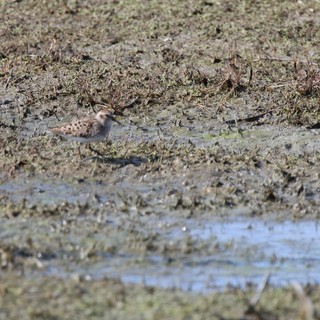 Shorebird Foraging in Mudflat Wetland Habitat