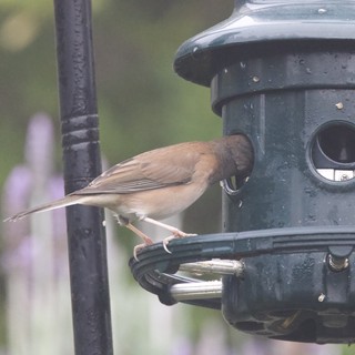 Dark-Eyed Junco Feeding at Garden Bird Feeder